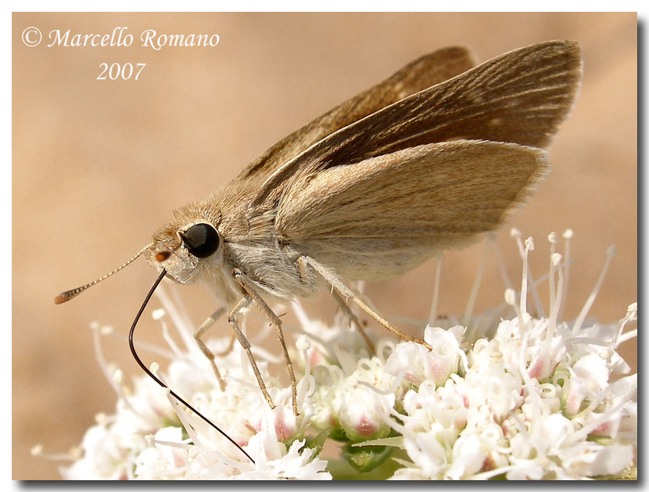 Gegenes nostrodamus, la farfalla delle dune (Hesperiidae)